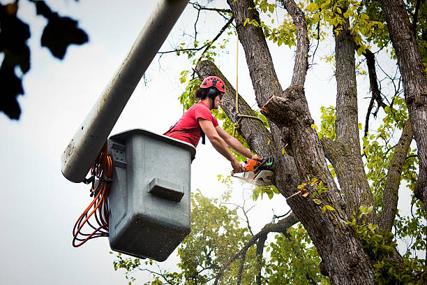 Best Hazardous Tree Removal  in New Brunswick, NJ